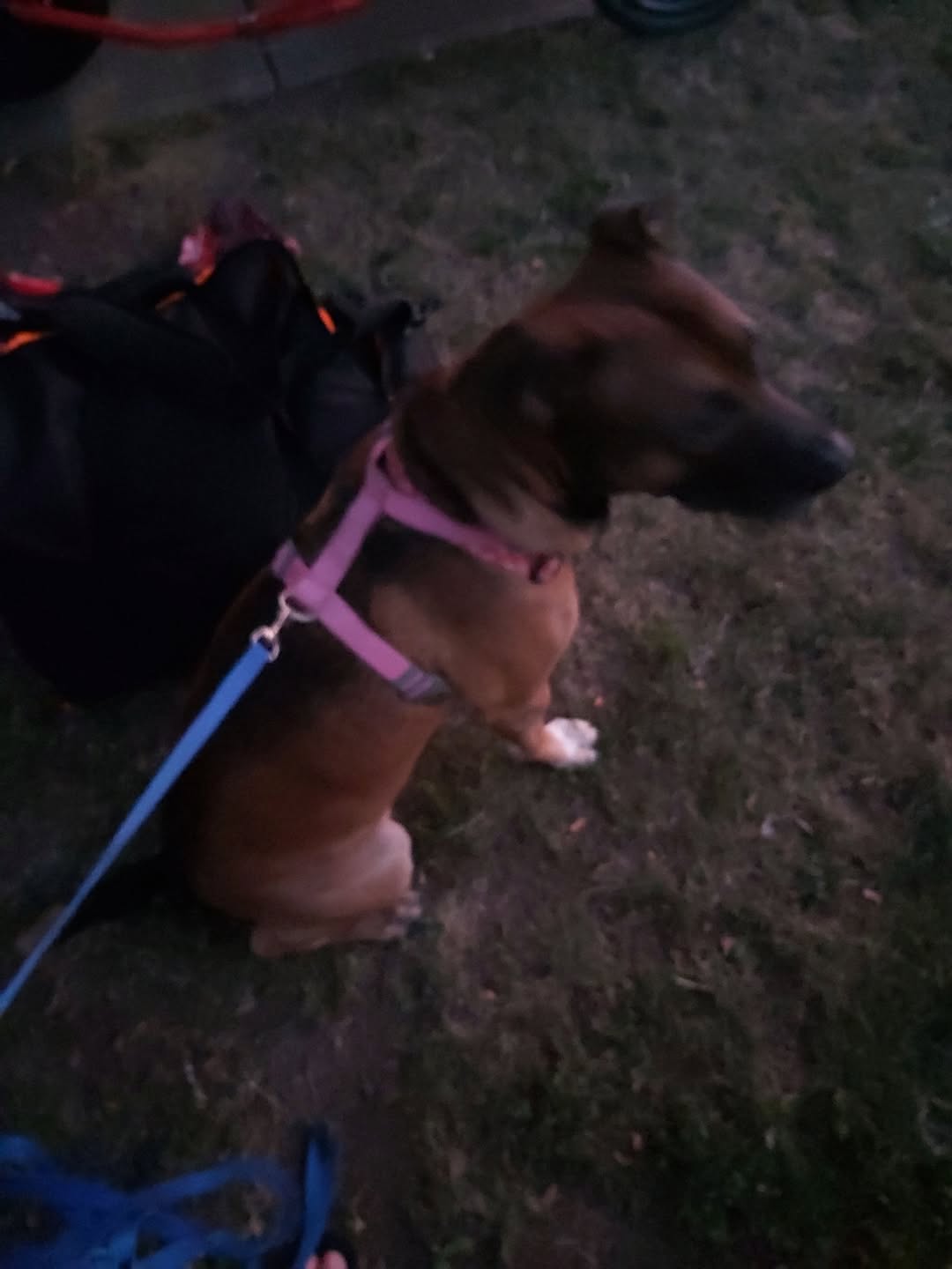 Lost Dog in Ontario