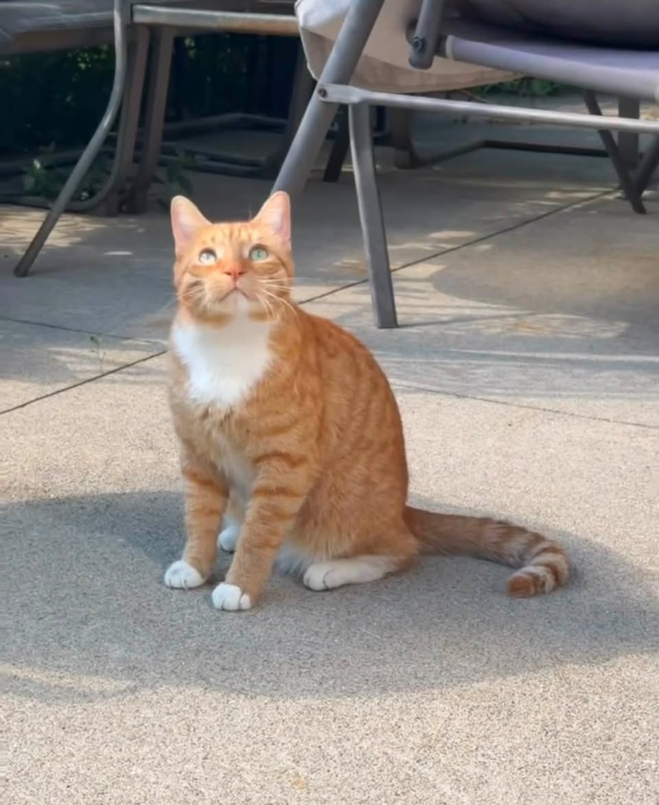 Lost Cat in Hamilton Mountain