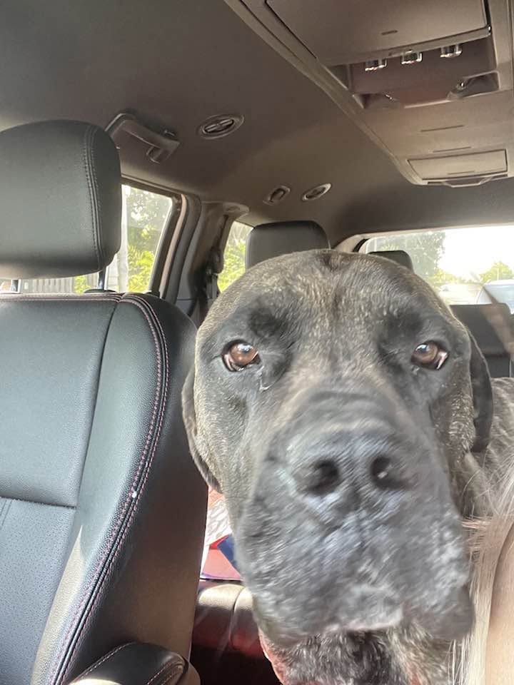 Found Dog in Windsor