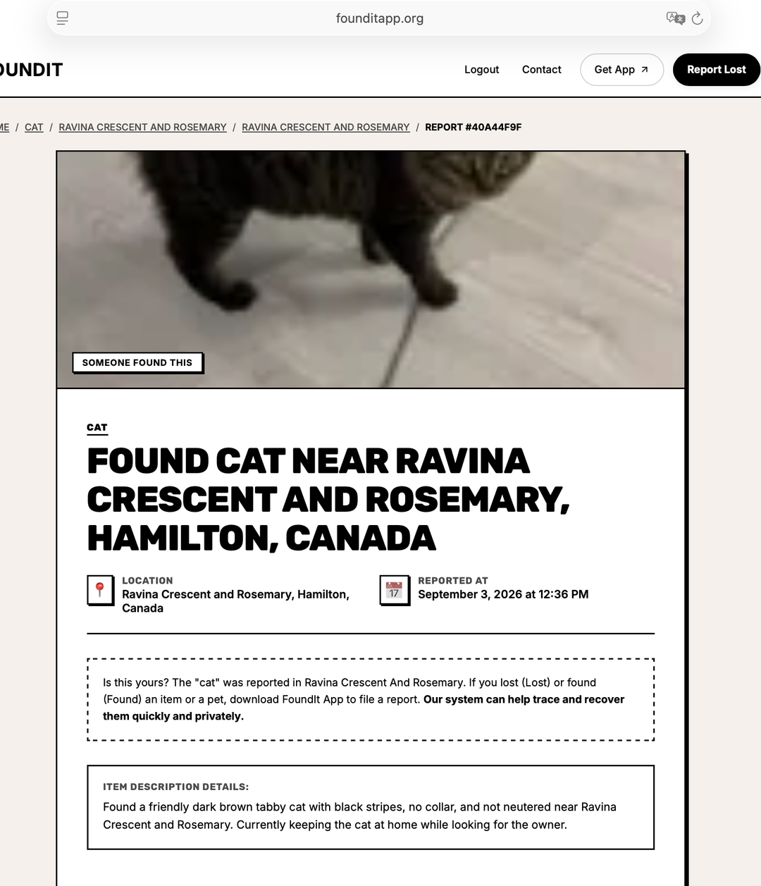 Found cat