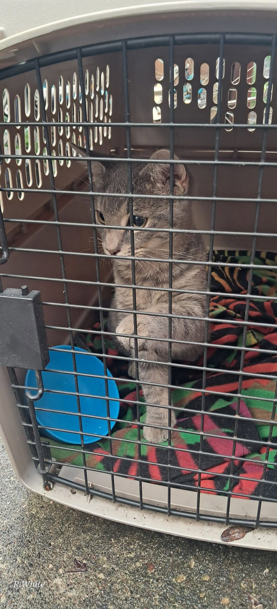 Found cat