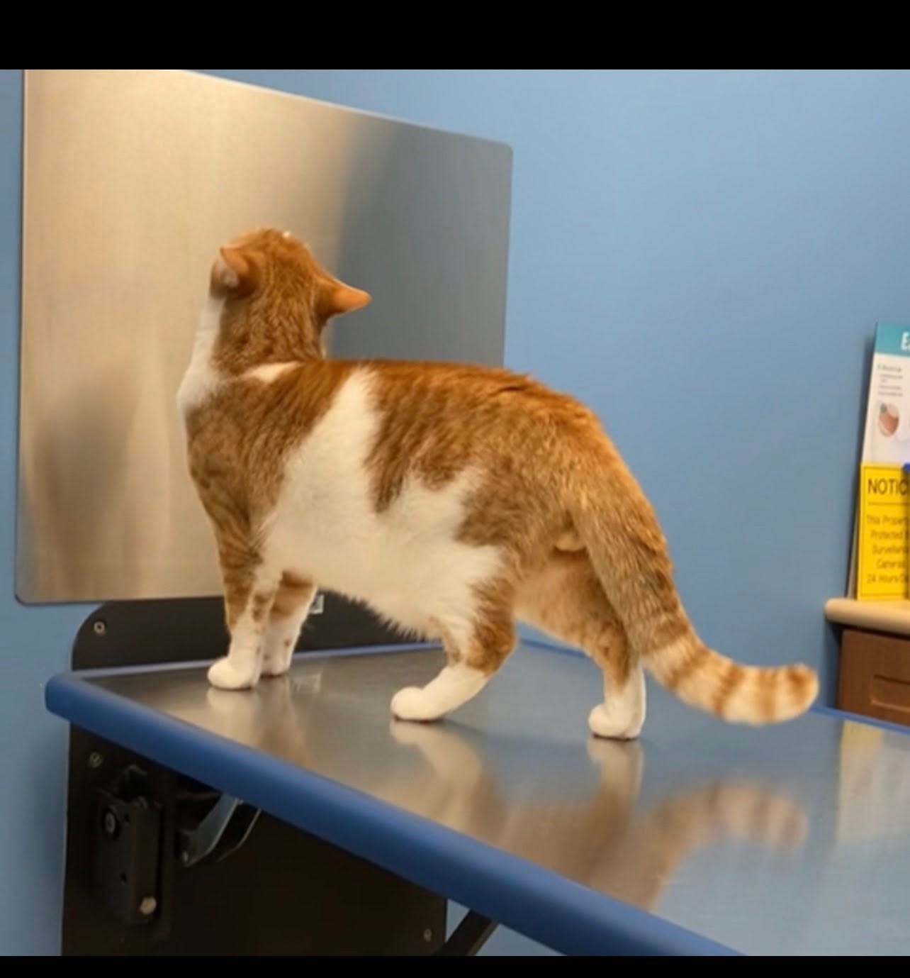 Lost Cat in Thorold