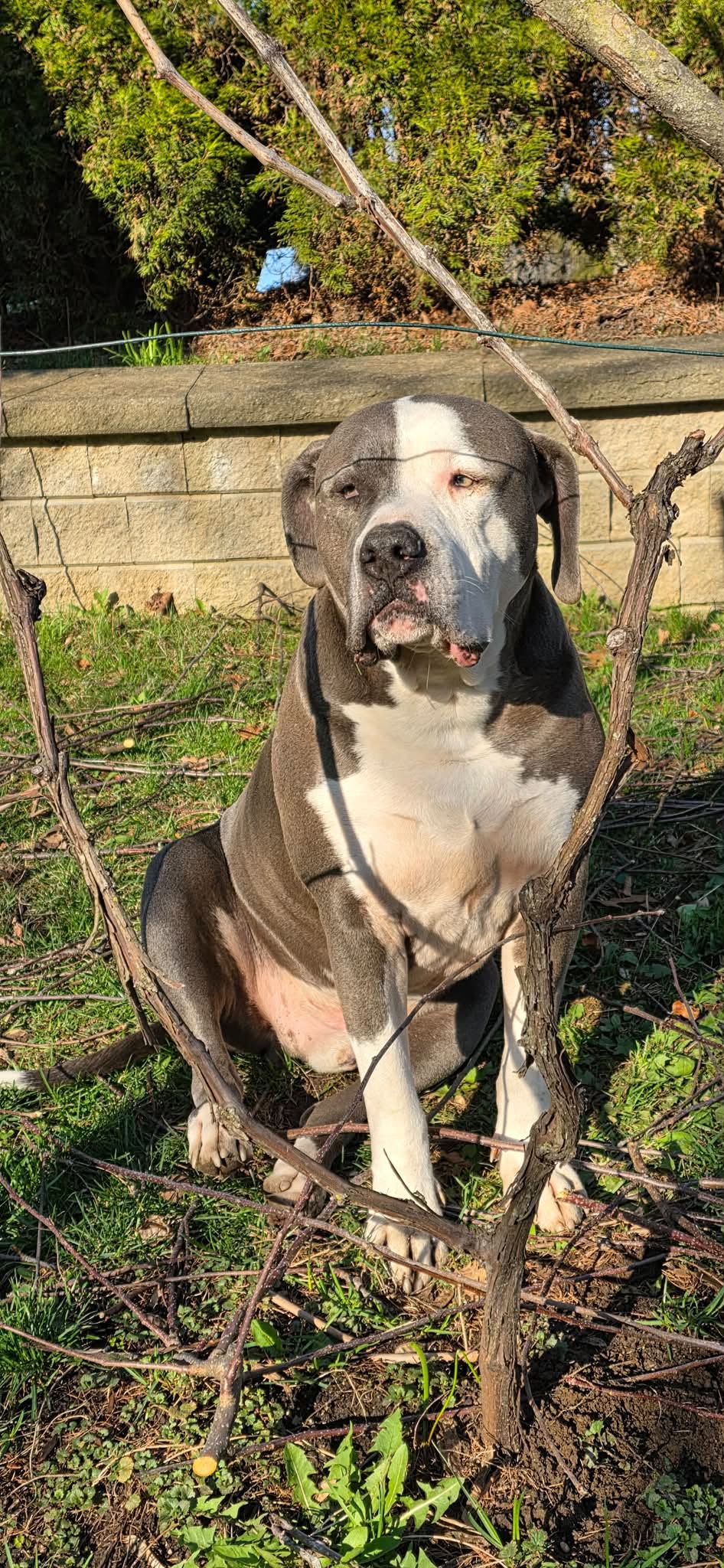 Lost dog