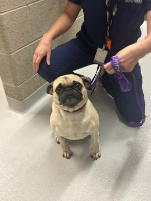 Found Dog in Caledon