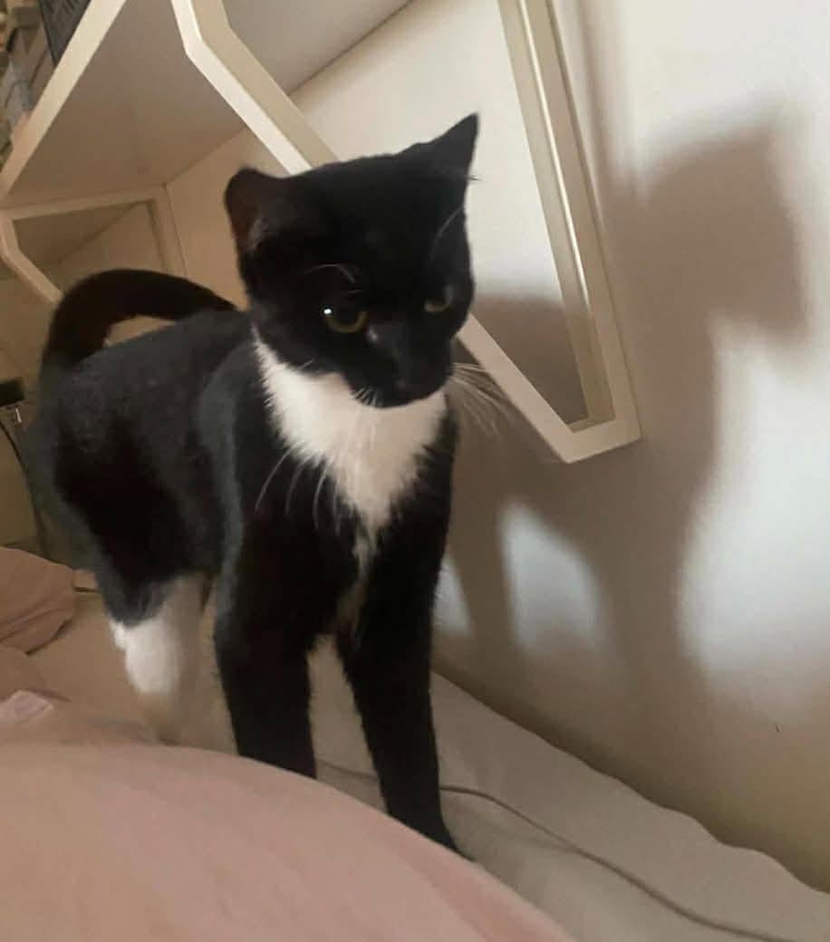 Lost Cat in Herlev