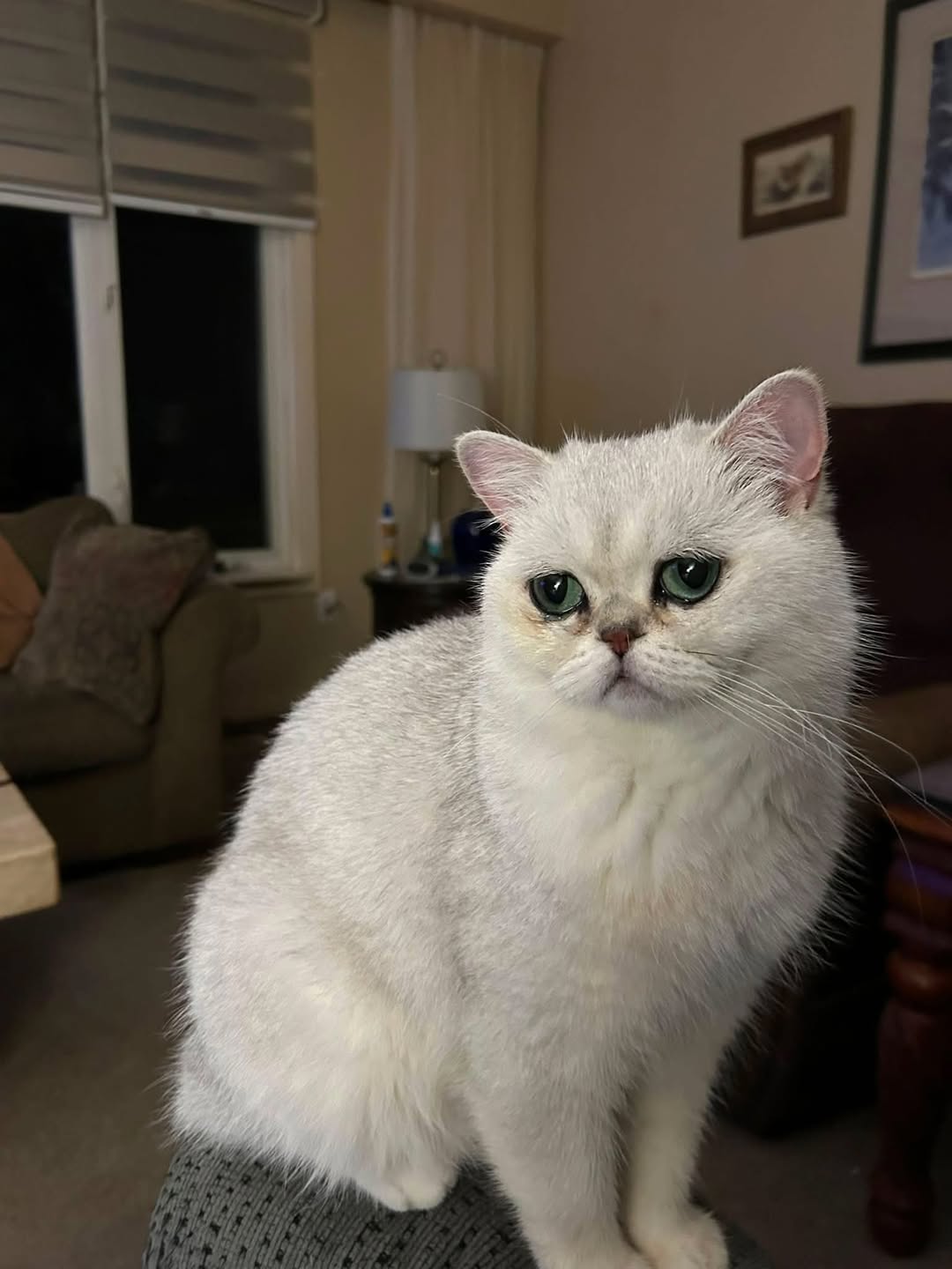Lost Cat in Fletchers Creek And Dawson