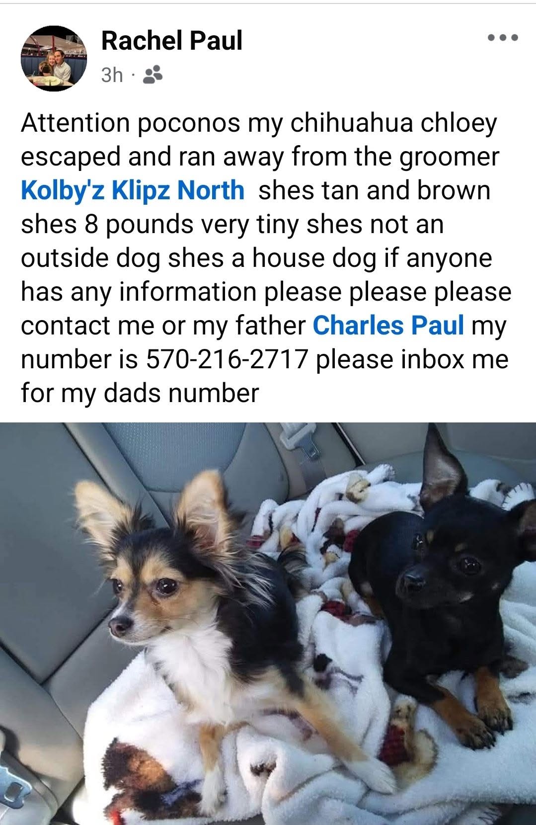 Lost Dog in The Poconos