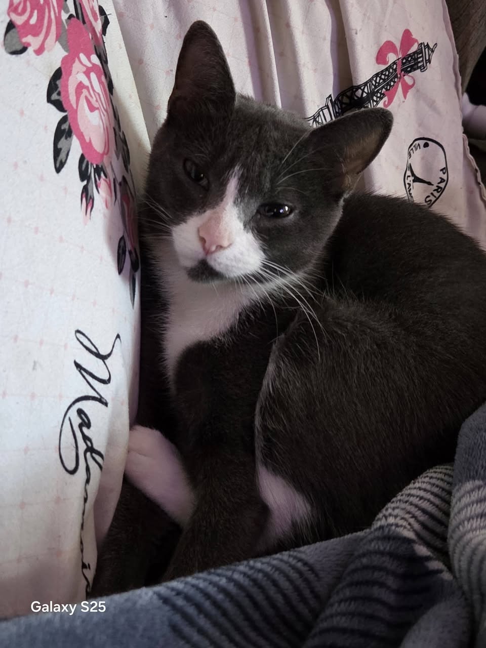 Lost Cat in Wentworth Area