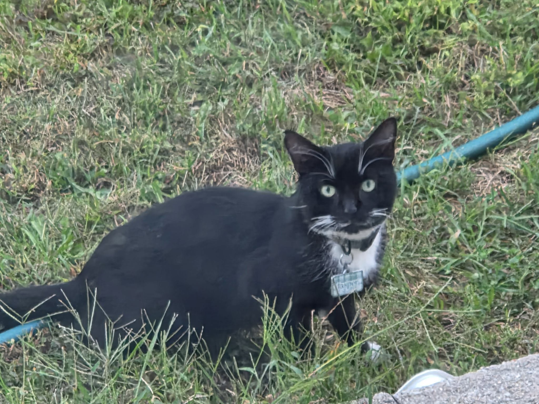 Found cat