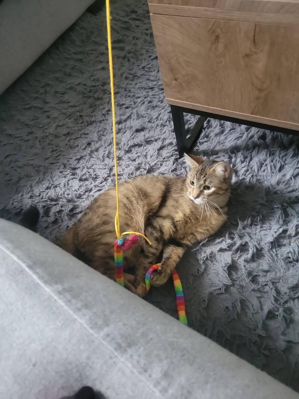 Lost Cat in Ontario