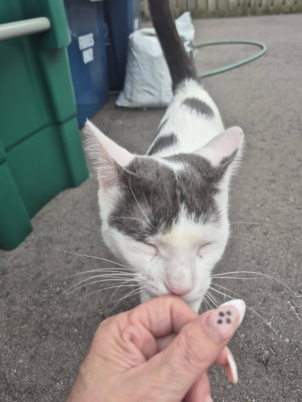 Found cat