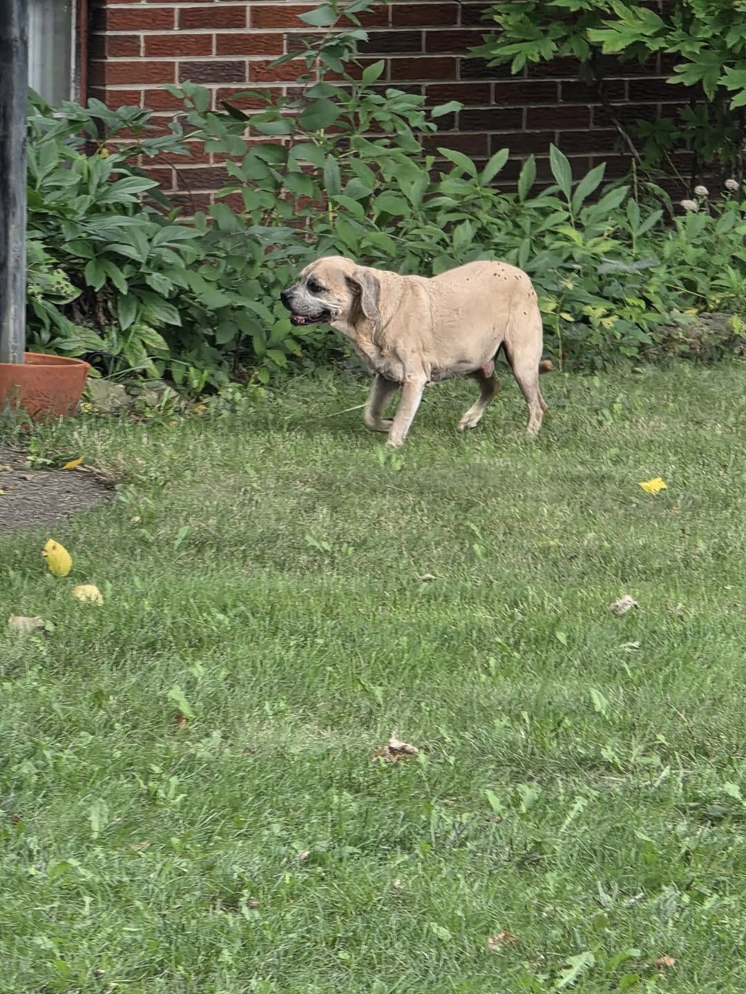Found dog
