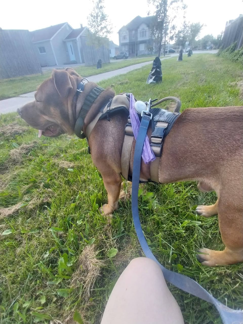 Lost Dog in Stoney Creek