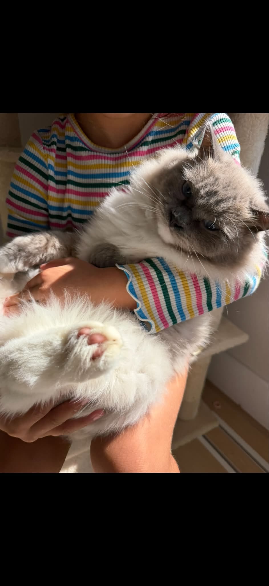 Lost Cat in Ospringe