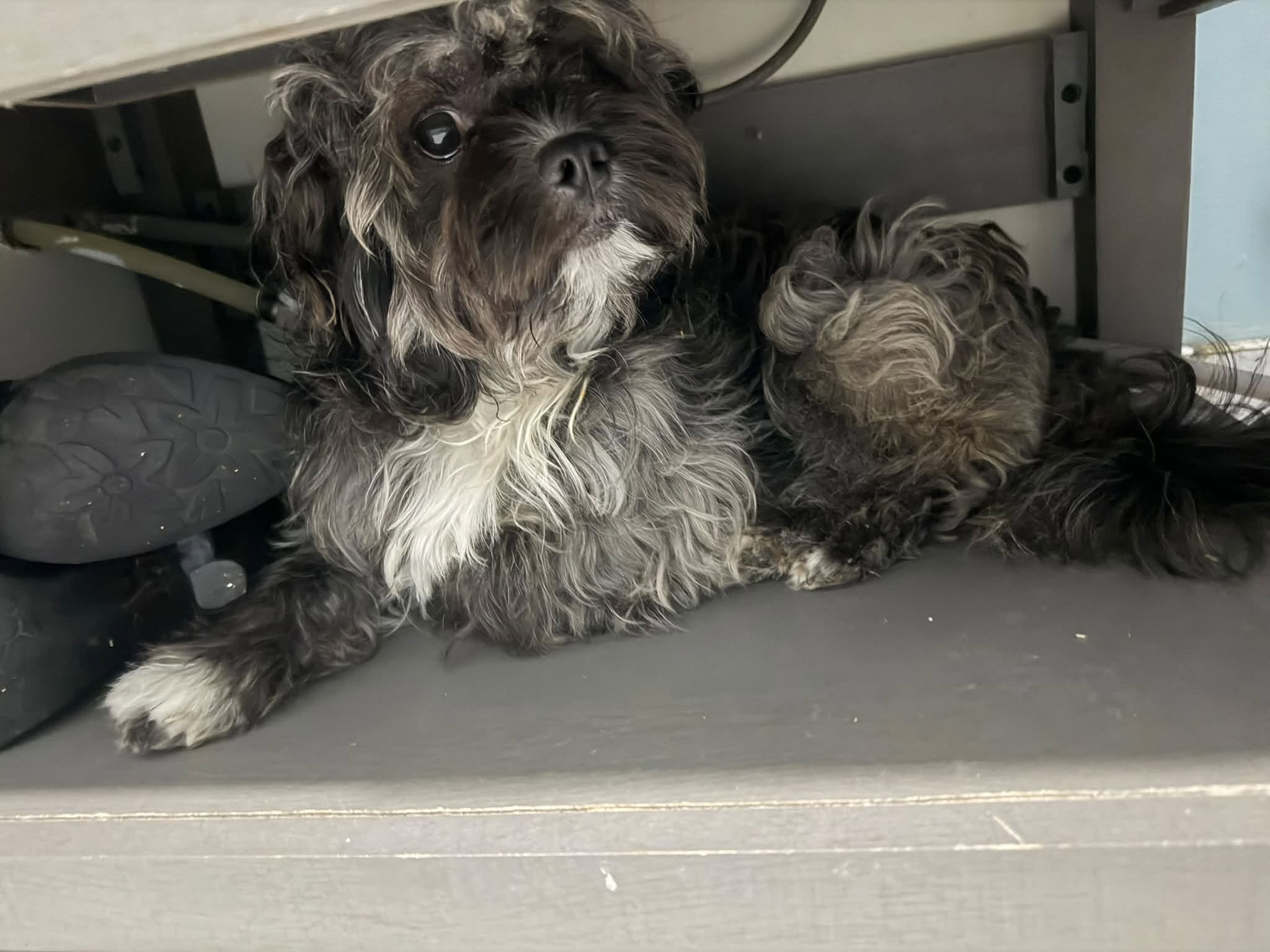 Lost dog