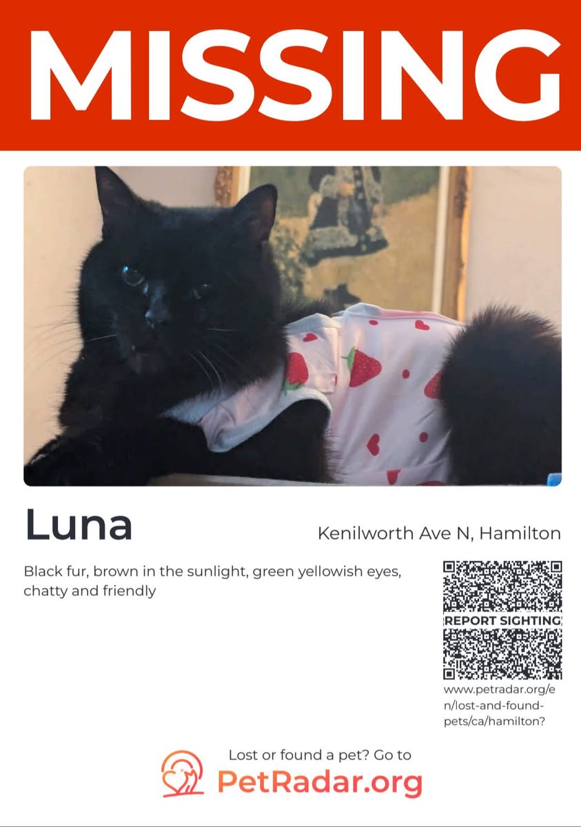 Lost Cat in Hamilton