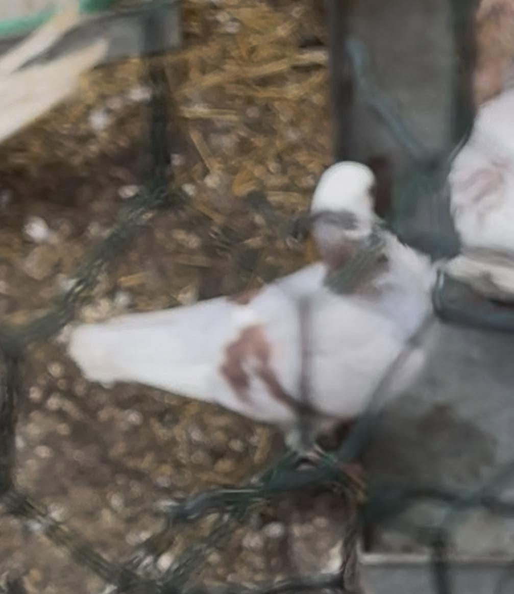 Lost Bird in RøDovre