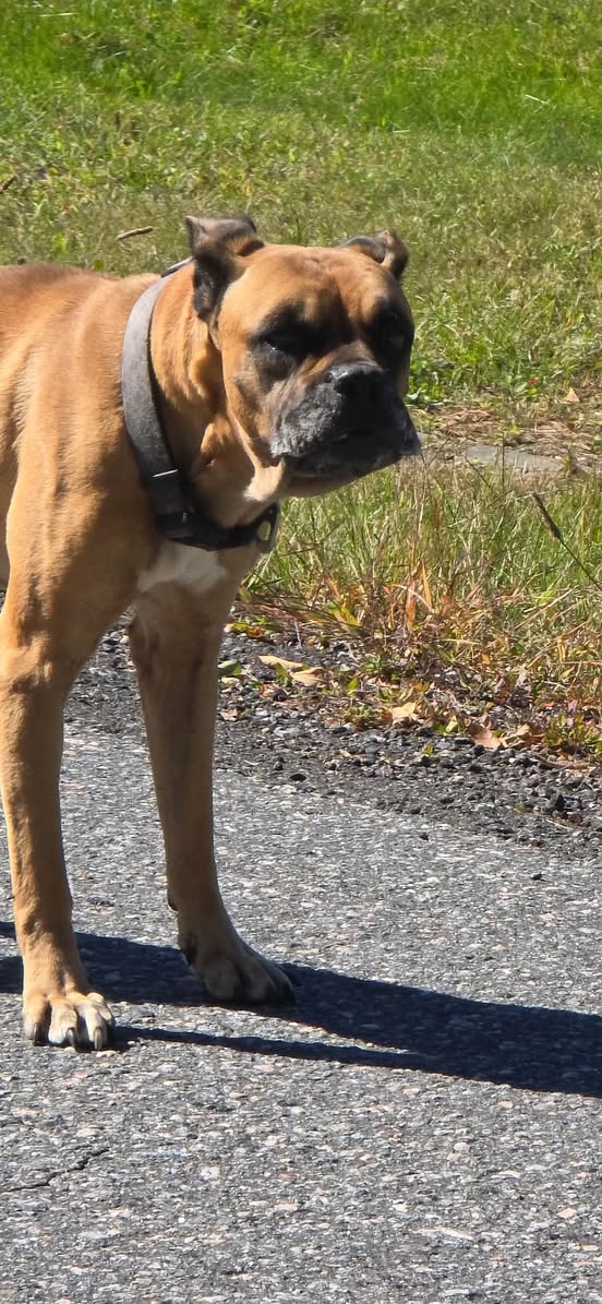 Found dog