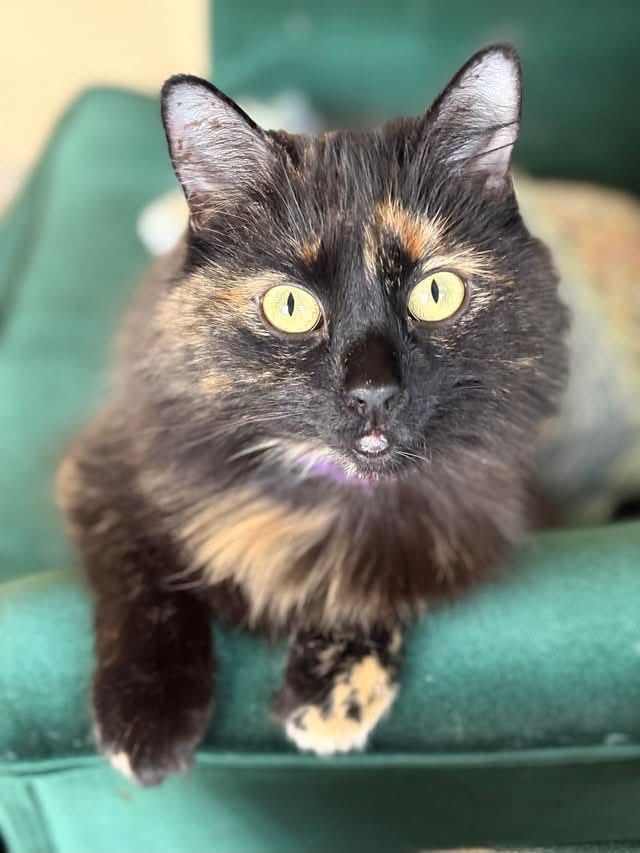 Lost Cat in Oshawa