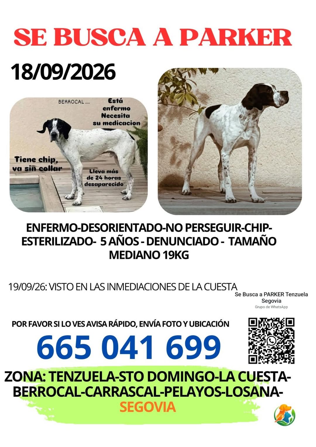 Lost Dog in Segovia
