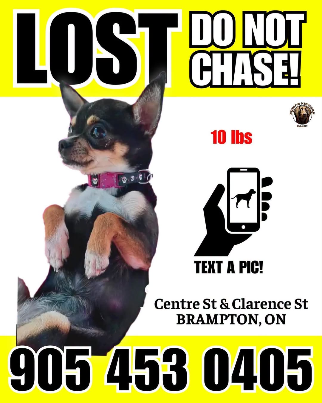 Lost dog
