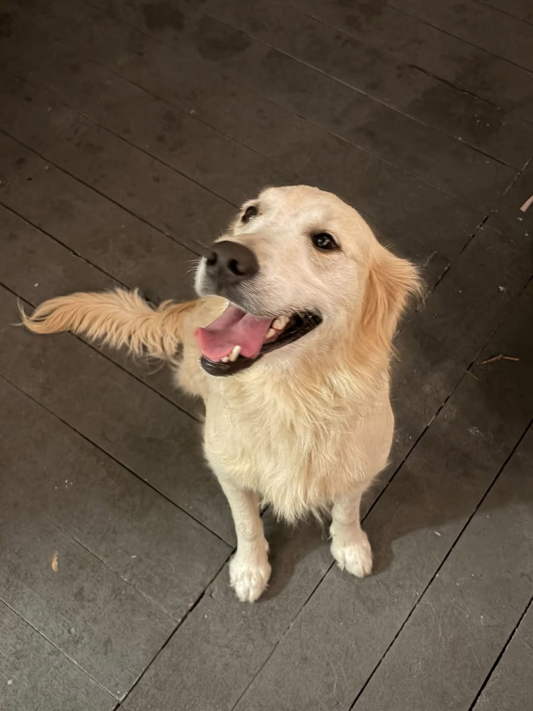 Found dog