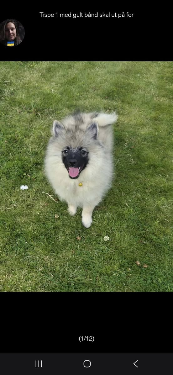 Lost Dog in Fredrikstad