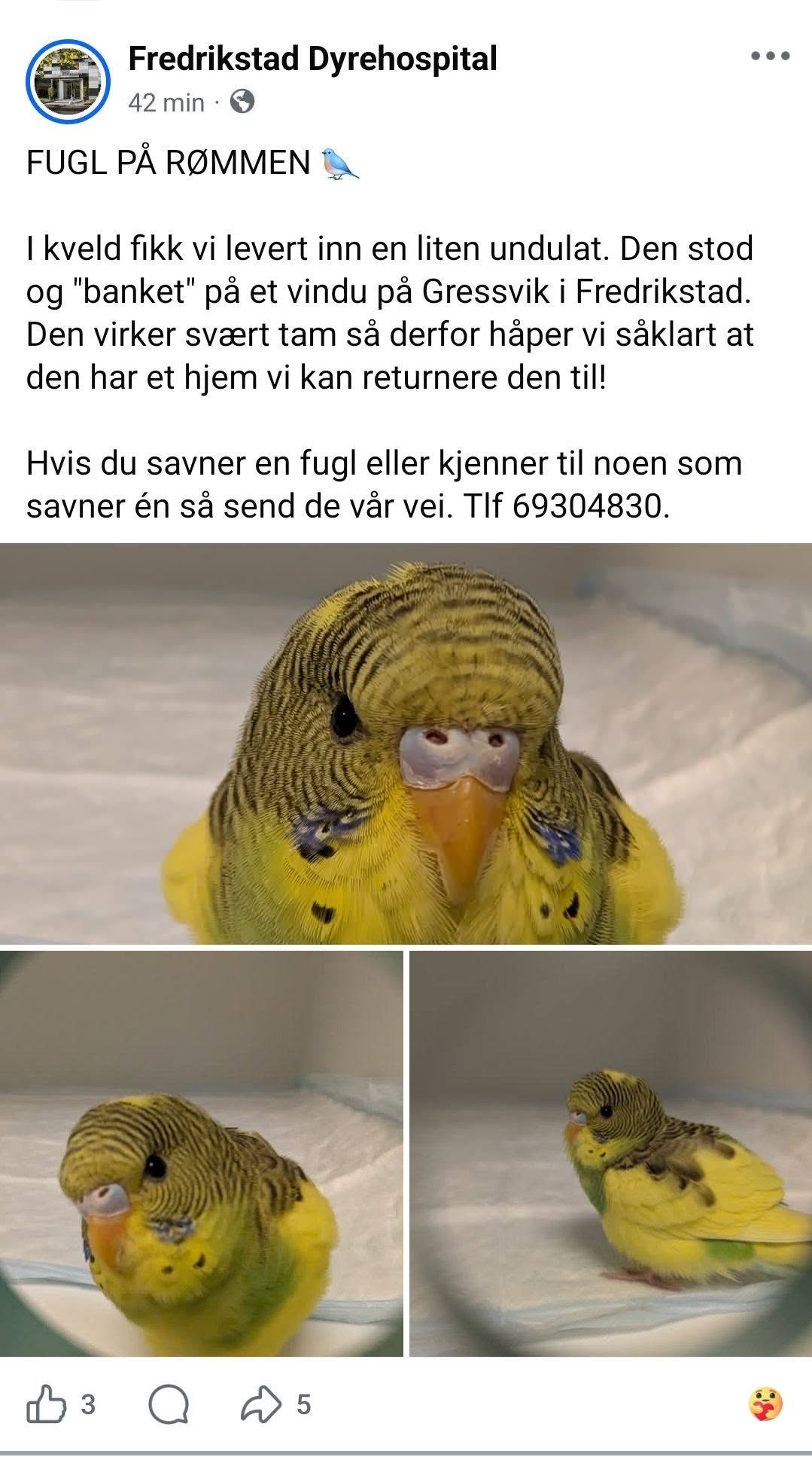 Found budgie