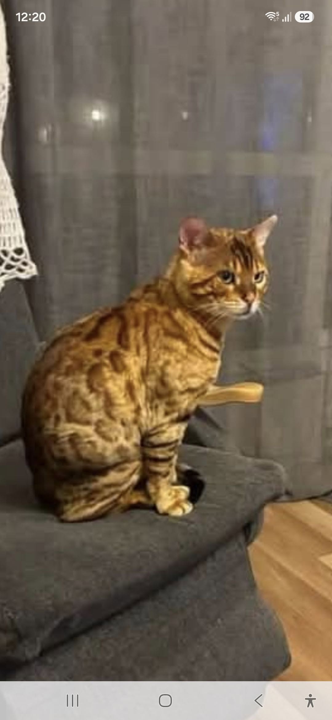Lost cat