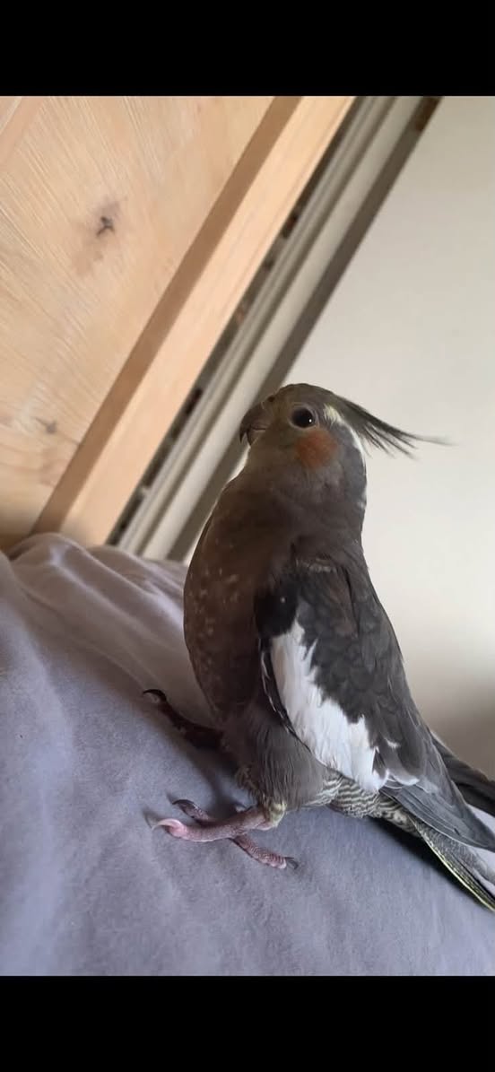 Lost bird