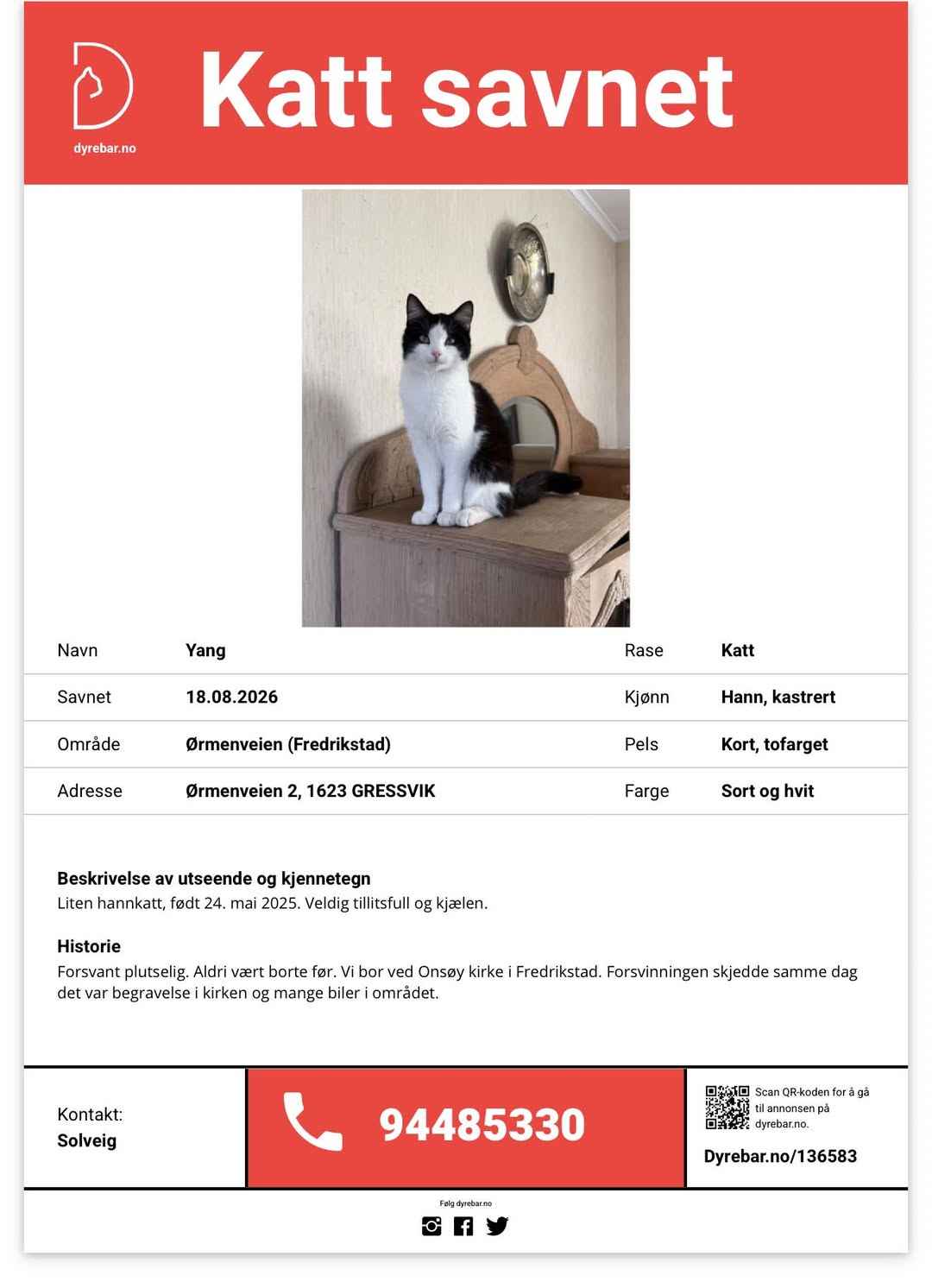 Lost Cat in Fredrikstad