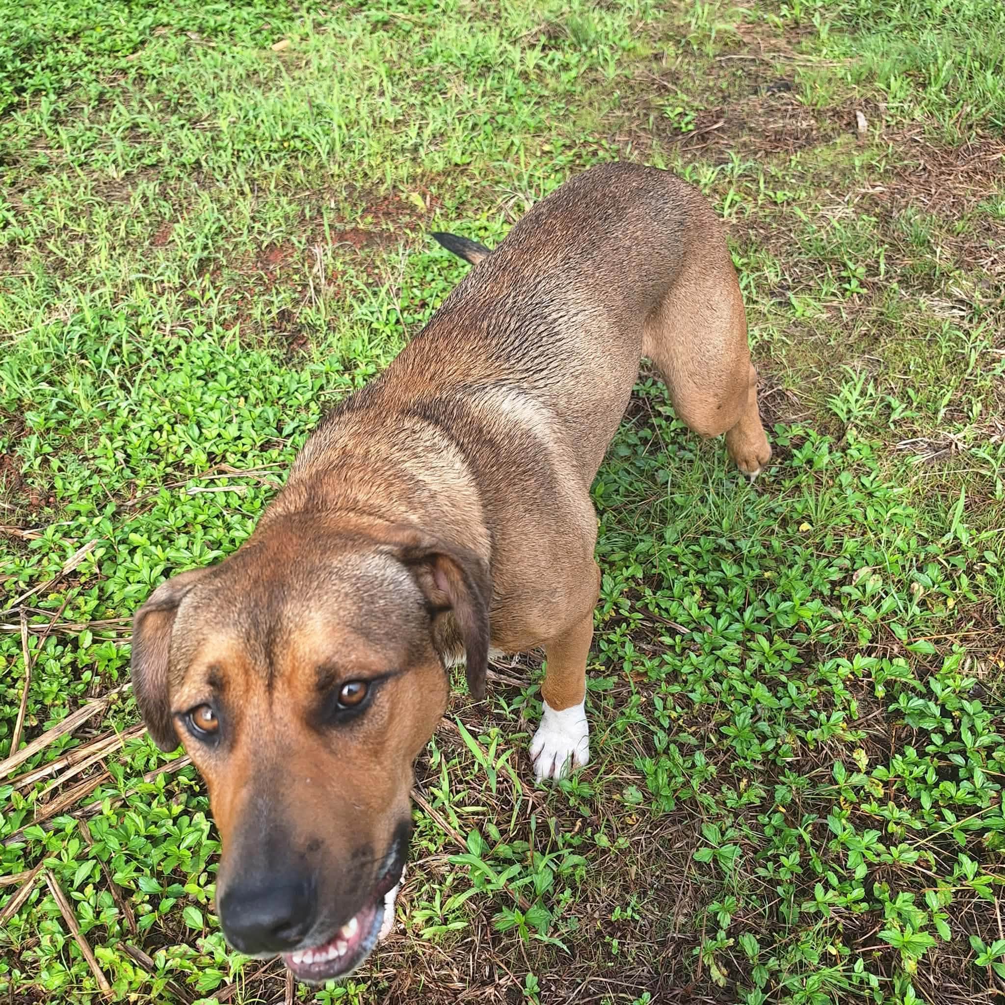 Found dog