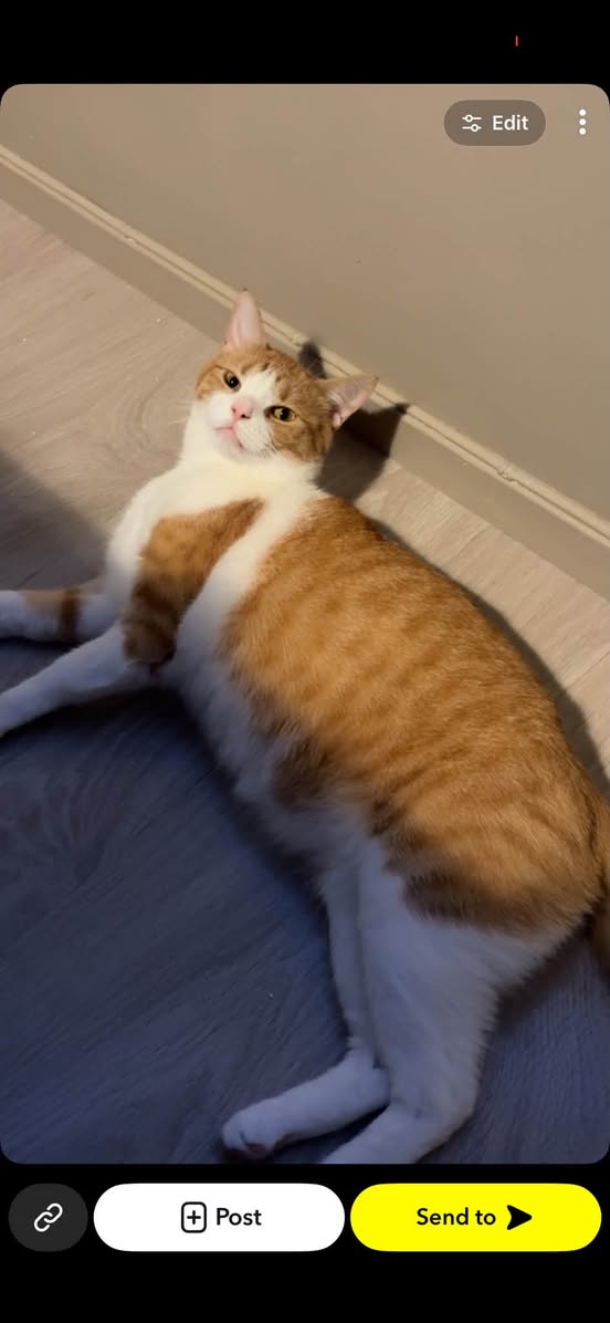 Lost Cat in Fredrikstad