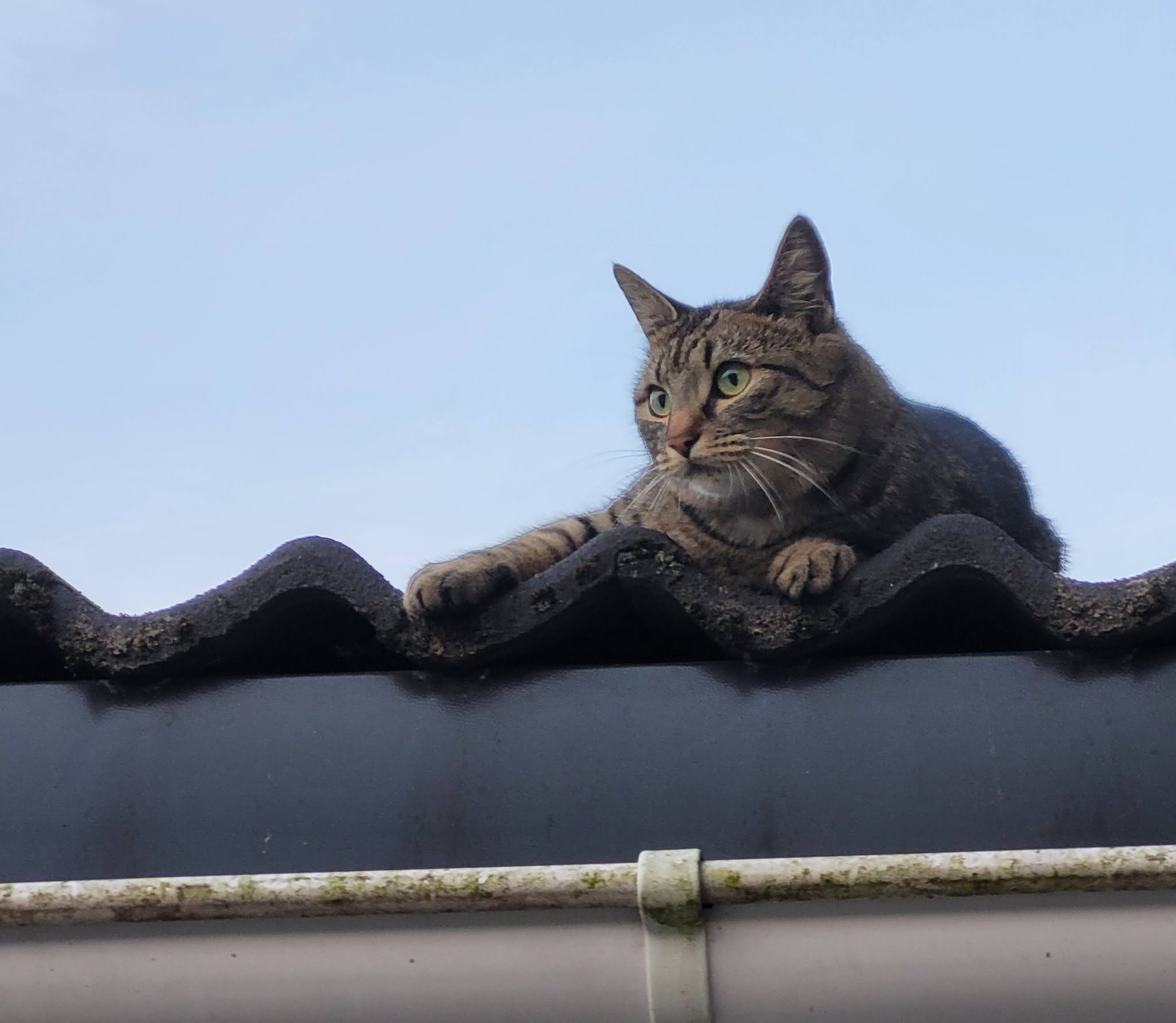 Lost Cat in Fredrikstad