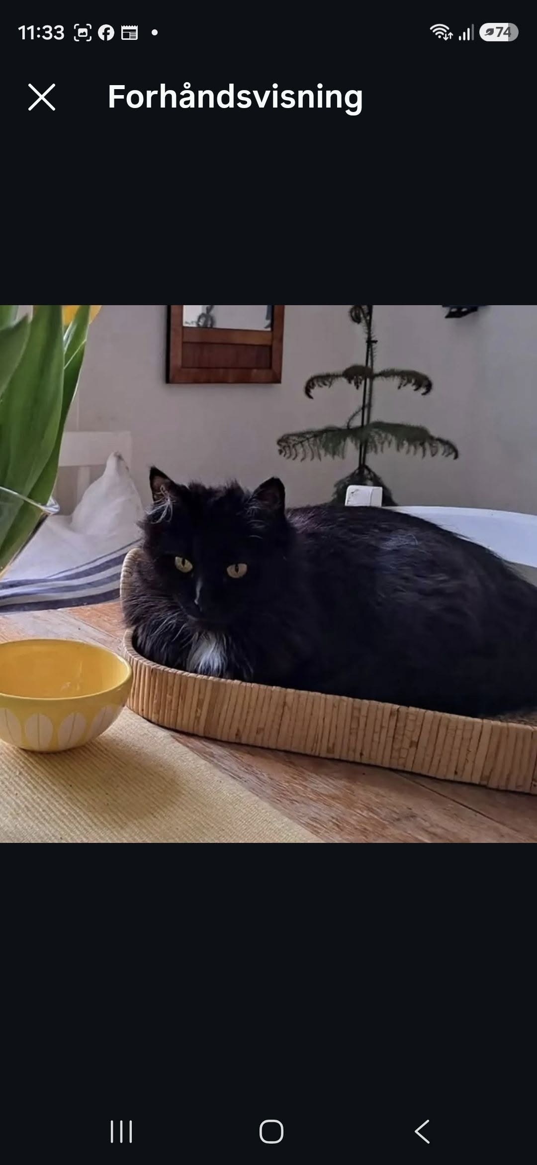 Lost Cat in Fredrikstad