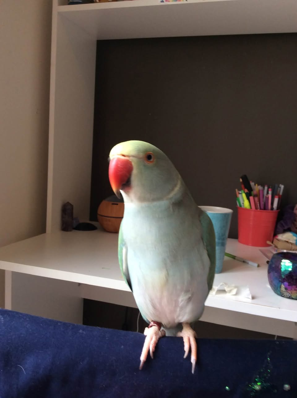 Lost bird