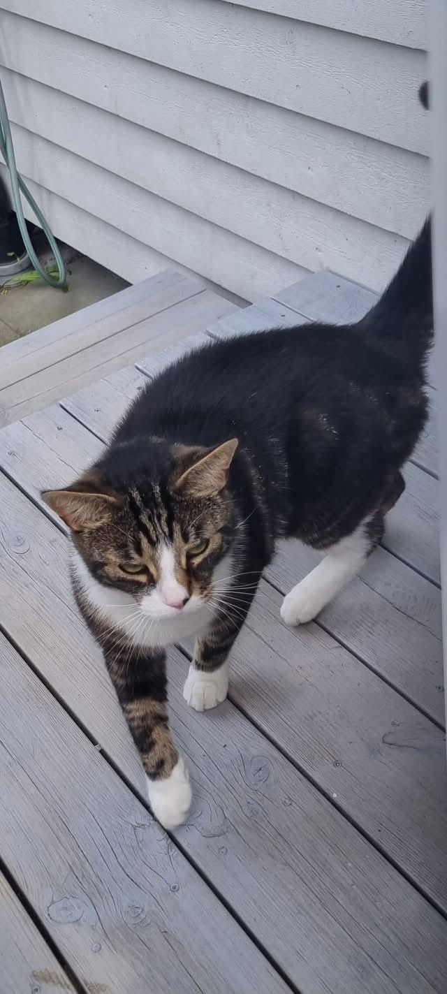 Lost Cat in Fredrikstad