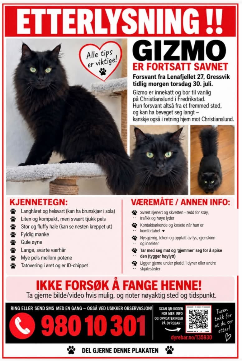 Lost cat