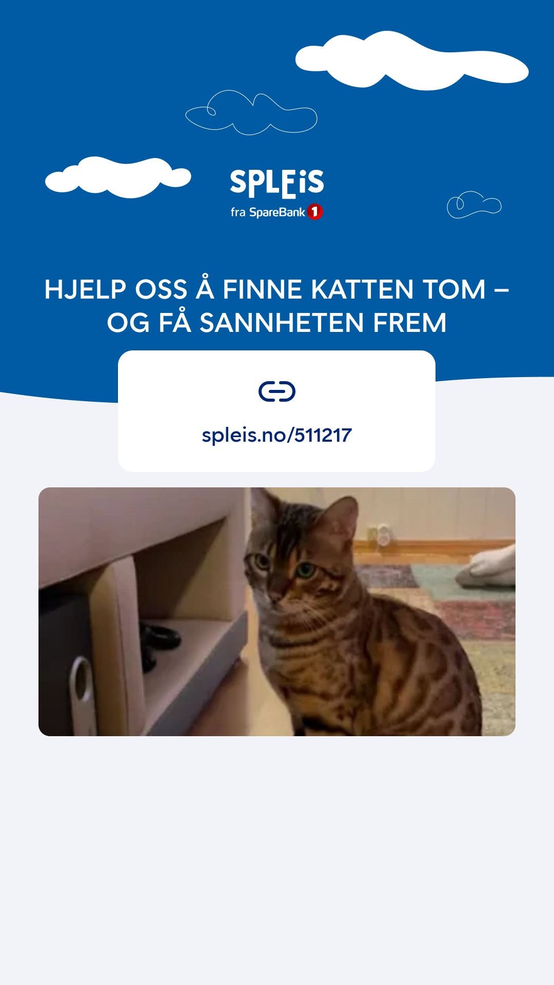 Lost cat