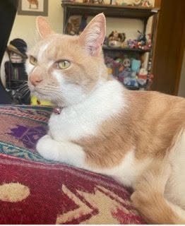 Lost Cat in Melbourne