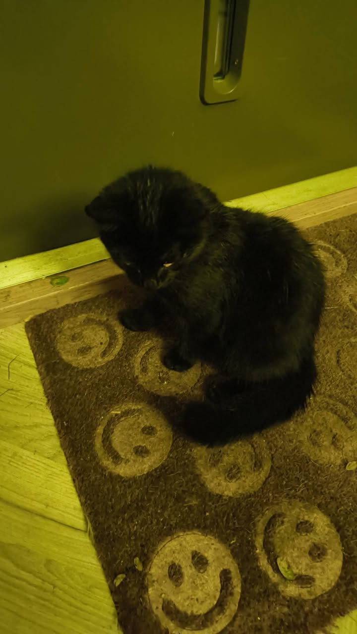 Found cat