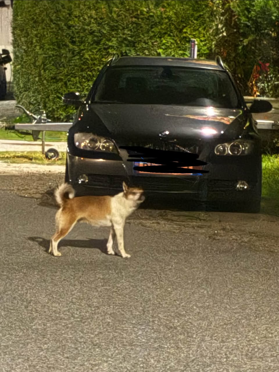 Found dog