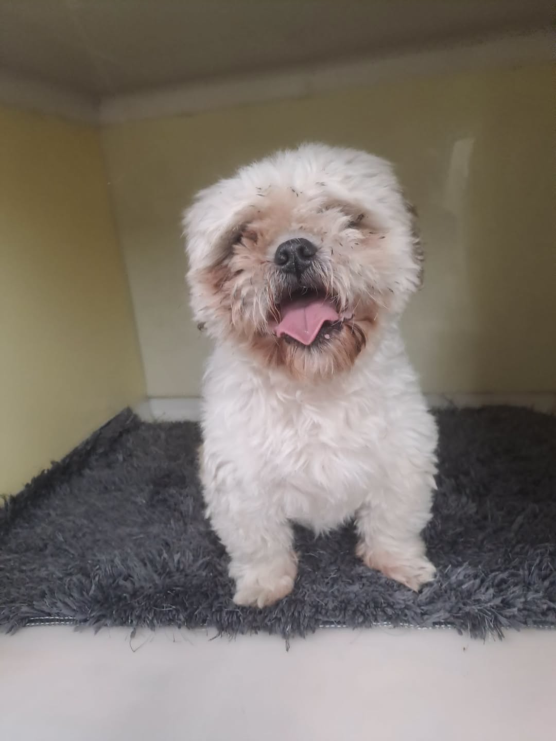 Found dog
