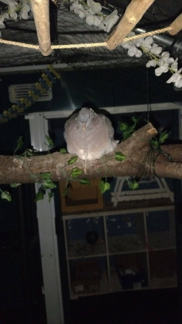 Lost Bird in Merseyside