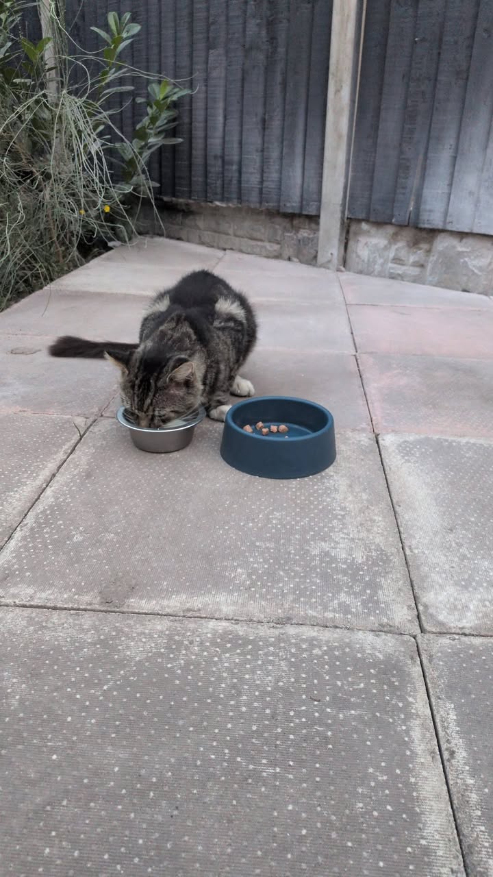 Found cat