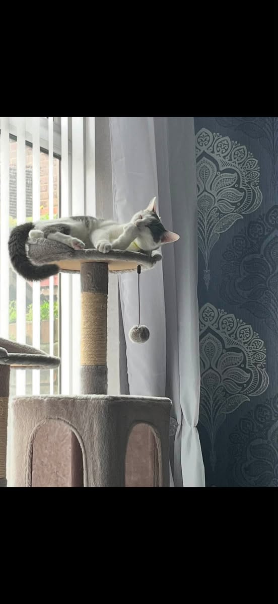 Lost Cat in Liverpool