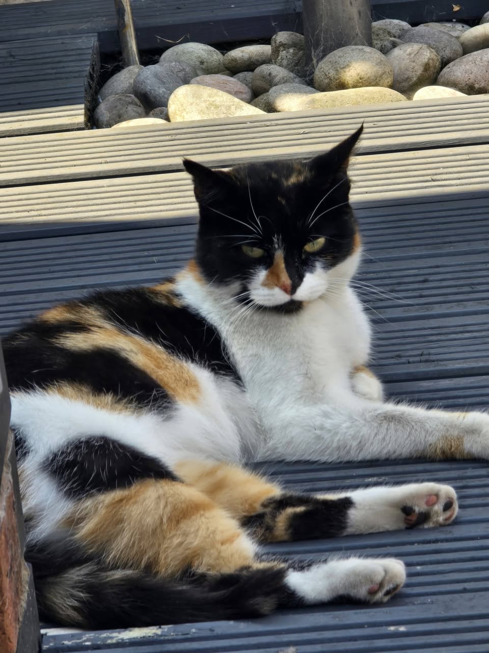 Found cat