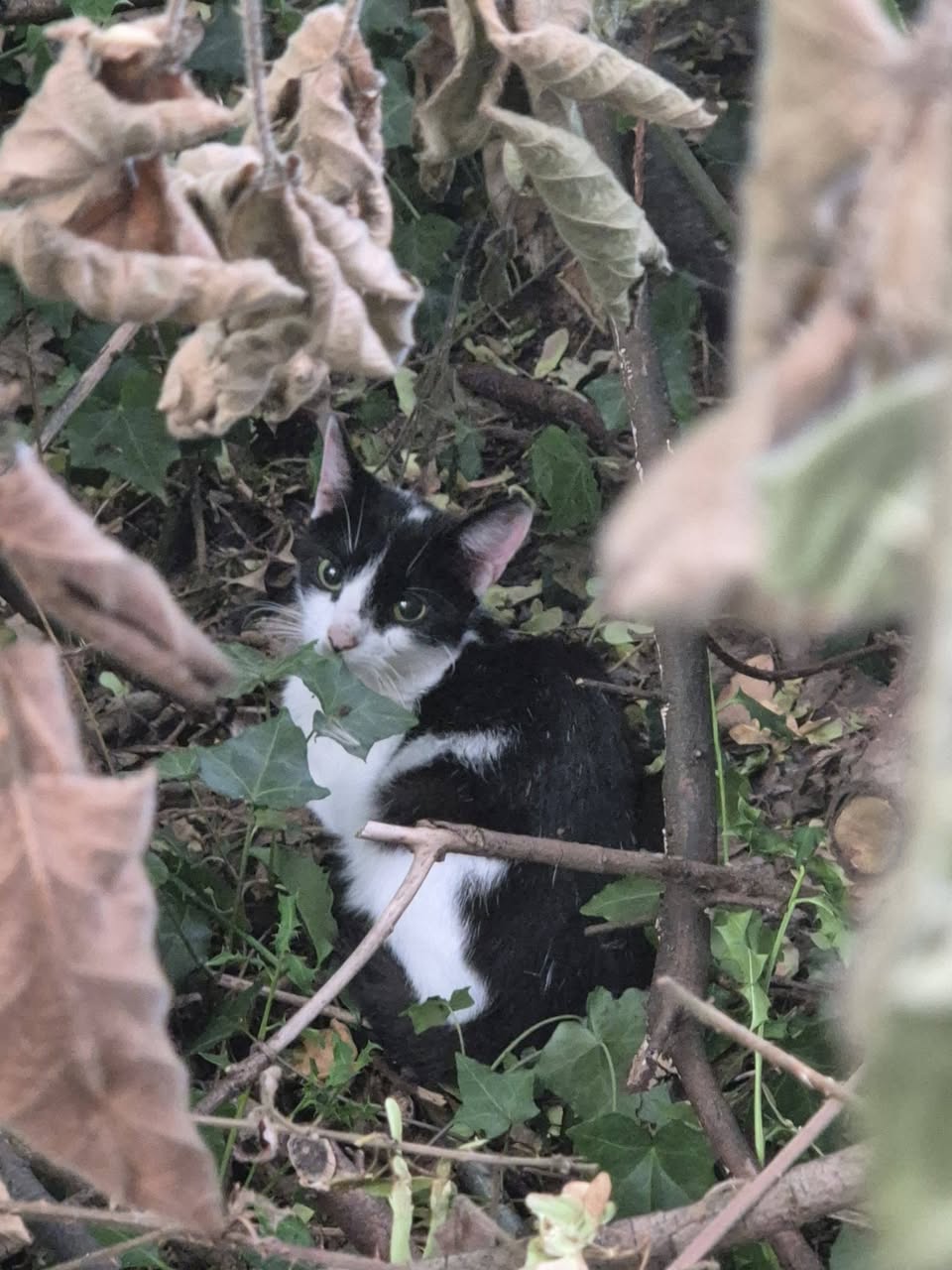 Found cat