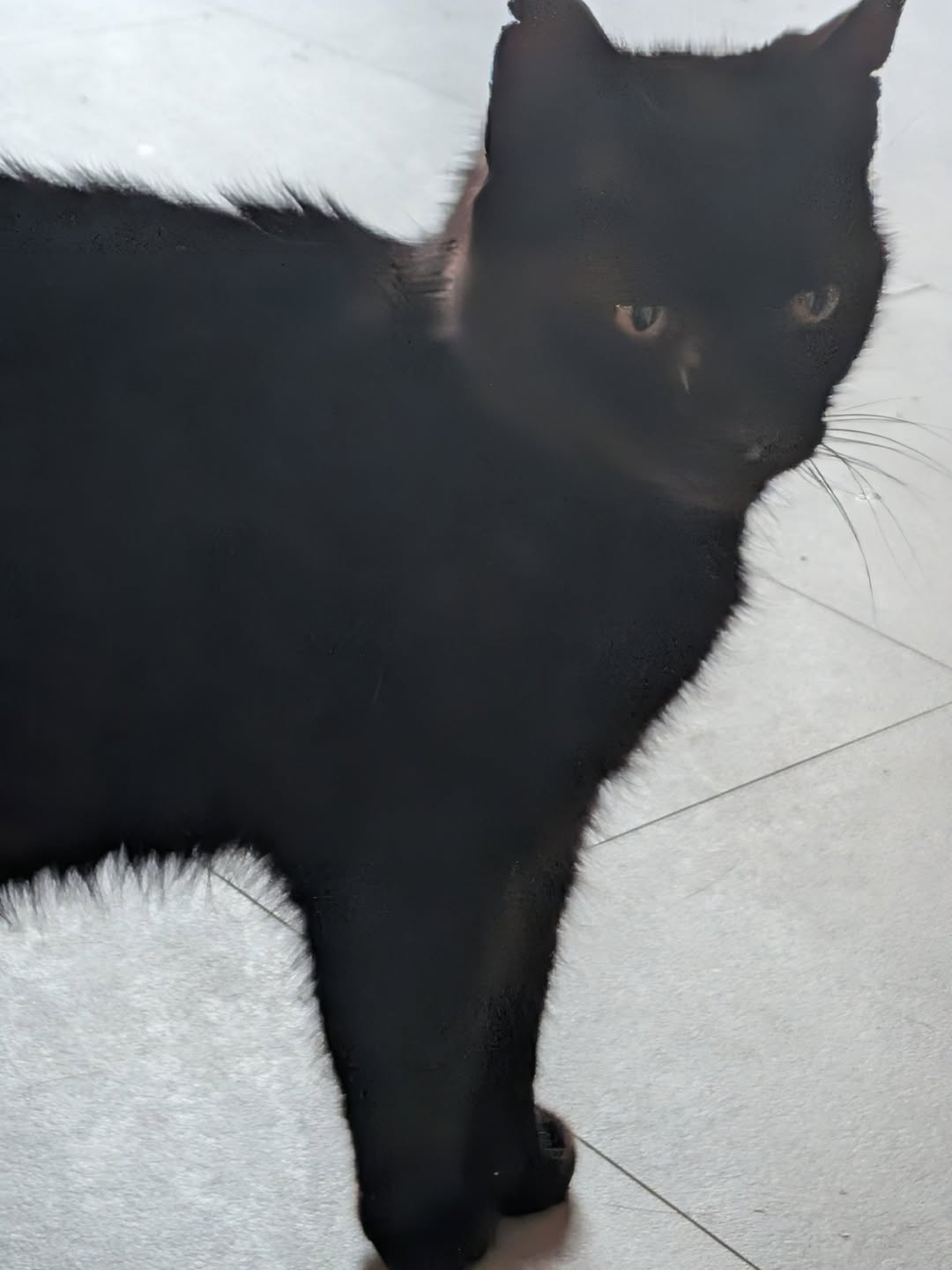 Found cat