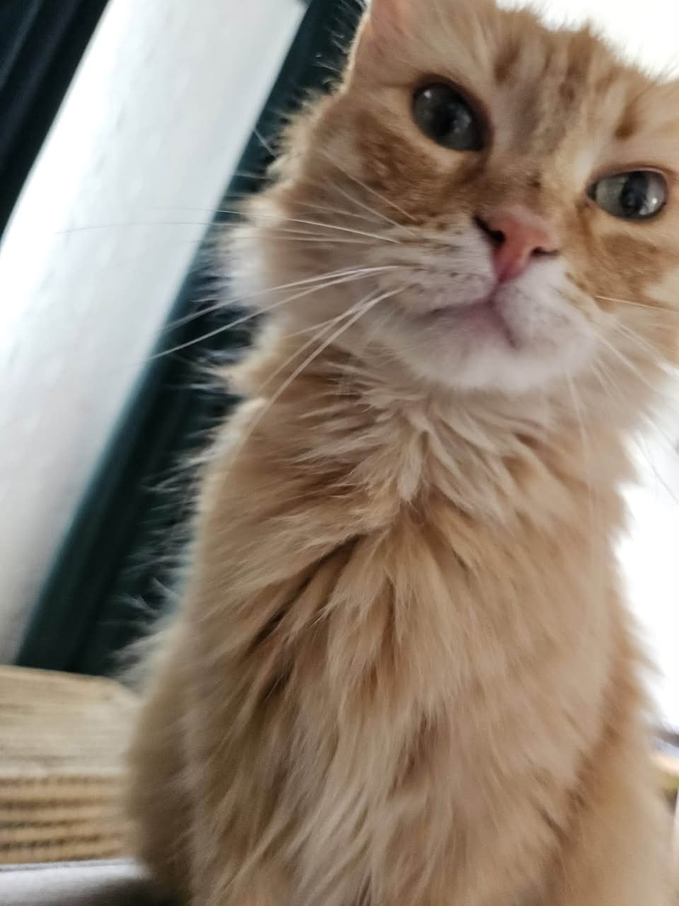 Lost cat